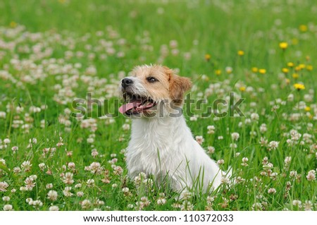 Jack Russel Terrier Dog puppy 6 months in the meadow