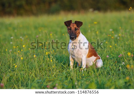 young Fox Terrier in the meadow