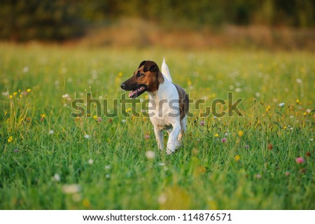 young Fox Terrier in the meadow
