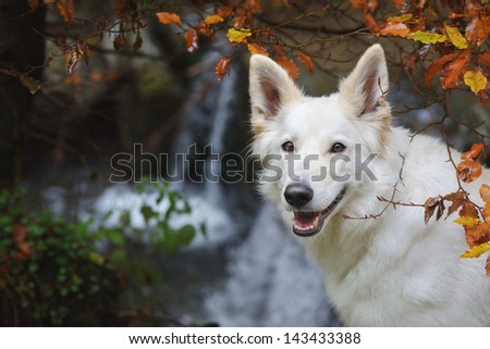White Swiss Shepherd Dog in autumn in front of waterfall
