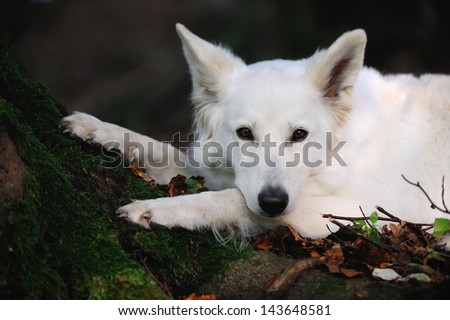 White Swiss Shepherd portrait in the forest on the tree with moss