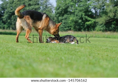 German Shepherd with beagle puppy body talk