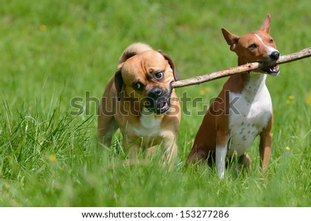 Puggle Dog Designer Dog Mops and Beagle plays with Basenji Dog