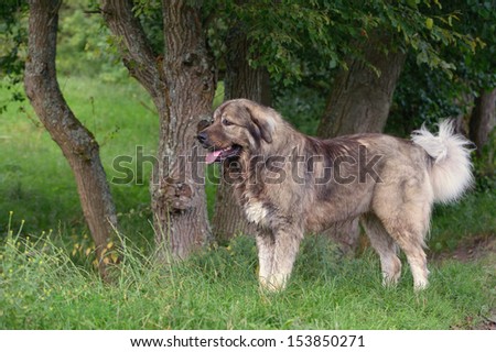 Caucasian shepherd dog Owtscharka