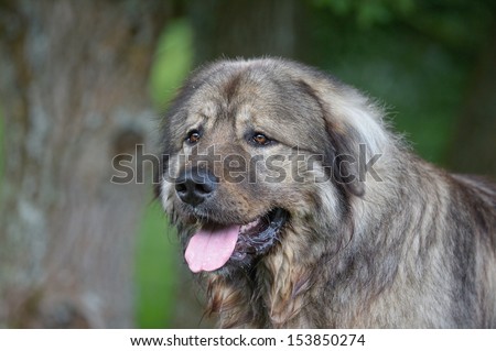 Caucasian shepherd dog Owtscharka