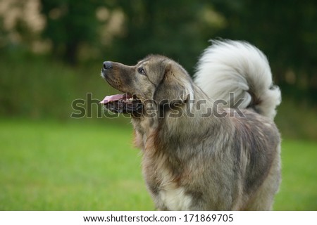 Caucasian Shepherd Dog Owtscharka