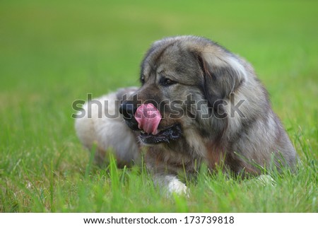 Caucasian Shepherd Dog Owtscharka licks the snout