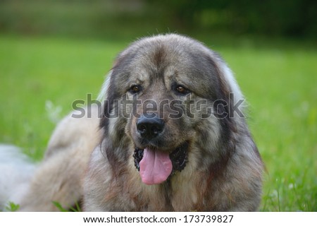 Caucasian Shepherd Dog Owtscharka panting