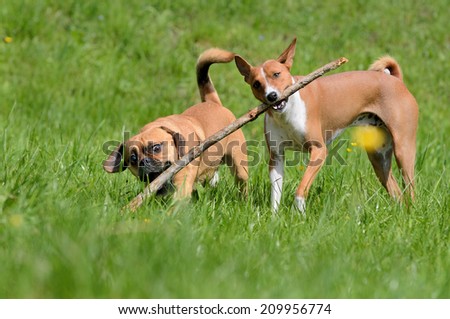 Puggle Dog Designer Dog Mops and Beagle plays with Basenji Dog