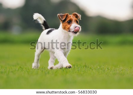 stock-photo-jack-russell-terrier-puppy-w