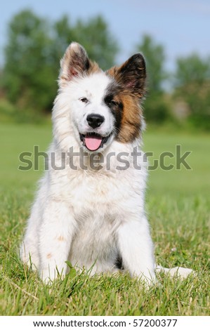 stock photo : Elo Designer Dog puppy Eloschaboro Bobtai