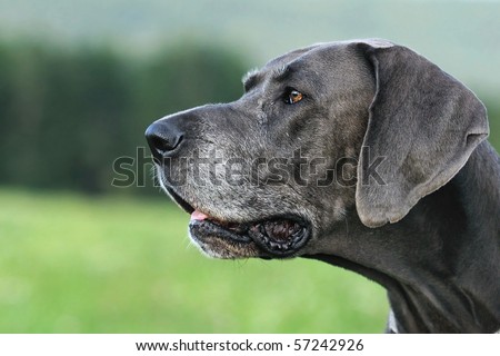 Great Dane blue  9 Years old with grey snout