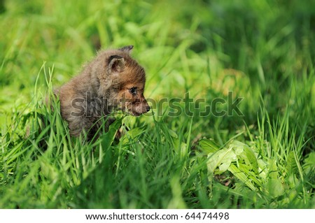 Fox cub  has got lost in the village and hides in the grass Fuchs Welpe