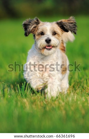 Bichon Frise Running