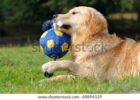 stock photo petite young Golden Retriever plays with ball