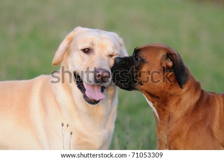 Boxer Dog an Labrador Dog in love