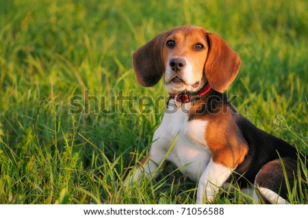 Happy beagle puppy dog in the meadow