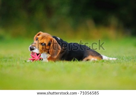 Happy beagle puppy dog in the meadow plays with a ball