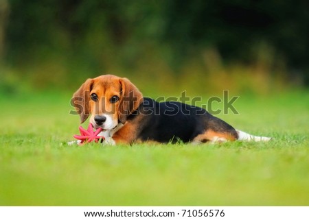 Happy beagle puppy dog in the meadow plays with a ball