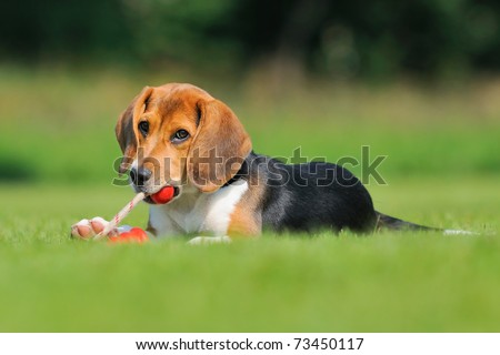 Happy beagle puppy dog plays with a ball