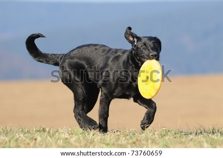 Labrador Retriever Dog puppy 4 months running with the frisbee and looks sweetly to the viewer