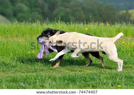 two happy dogs run over the meadow in the spring in thuringia germany