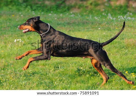 Doberman Dog Black