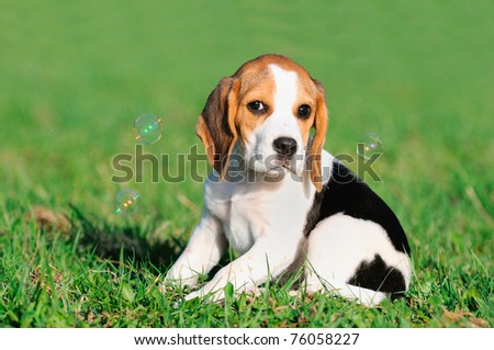 cute Beagle puppy 8 weeks sitting in grass with soap bubbles