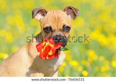 Rassmo-Dog little pug dog puppy 3 months with flower- designer-dog - with Jack Russel Terrier Mops Welpe Mix mit Jack Russel Terrier