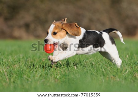 cute Beagle puppy 3 months running happy over the meadow with a red ball