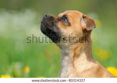 Rassmo-Dog little pug dog designer dog pug with jack russel terrier