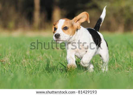 cute Beagle puppy 3 months running happy over the meadow with flying ears