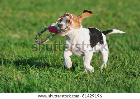 cute Beagle puppy 3 months running happy over the meadow
