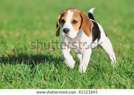 Beagle Cute