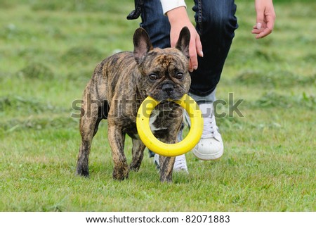 old french bulldog with grey snout comes Französische Bulldogge