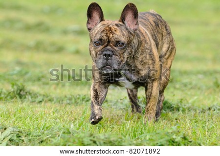old french bulldog with grey snout comes Französische Bulldogge