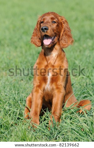 Irish Setter Puppies on Young Irish Setter Dog Puppy 4 Months In The Meadow Stock Photo