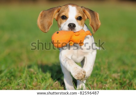 cute Beagle puppy 3 months running happy over the meadow