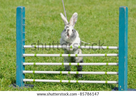 Rabbits with the jump competition rabbit-hop the rabbit hop is the new sport for kids they learn to work patiently with animals