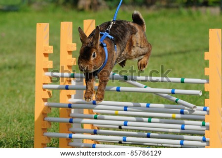 Rabbits with the jump competition rabbit-hop the rabbit hop is the new sport for kids they learn to work patiently with animals