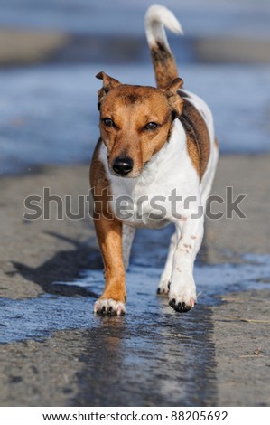 Jack Russel Terrier Dog  trots alone on the street