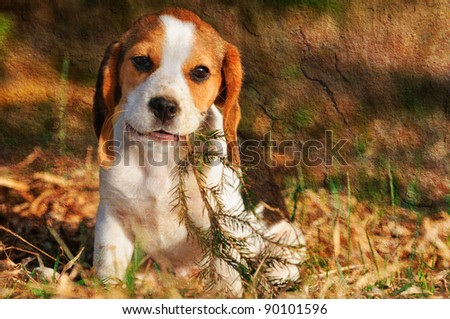 seated beagle puppy dog plays with bough  picture made in vintage style
