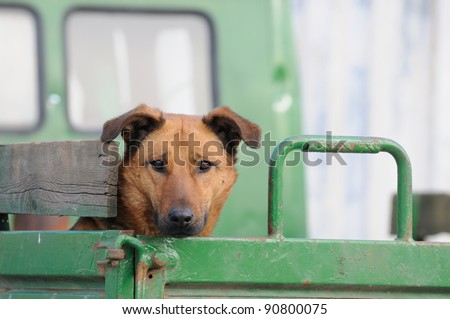 dog waits patiently in the truck