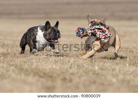 young French Bulldog puppy 11 months playing and fighting