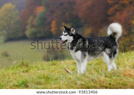 Alaskan Malamute standing in autumn over the meadow
