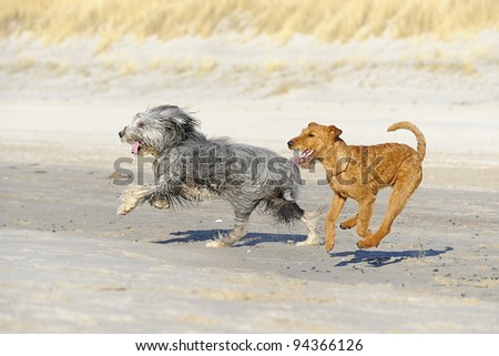 Bearded Collie Terrier