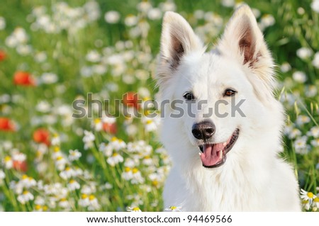 White Swiss Shepherd sits in meadow