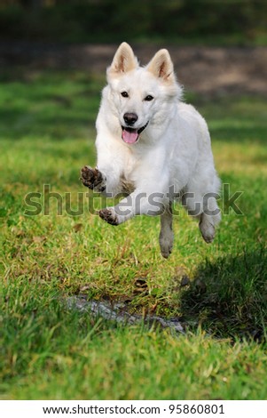 White Swiss Shepherd dog jumps over the meadow