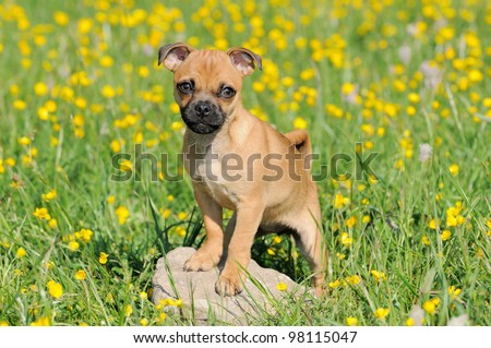 Rassmo Dog -little pug dog puppy 3 months in the meadow- designer-dog - with Jack Russel Terrier Mops Mix mit Jack Russel Terrier for free respiration and health