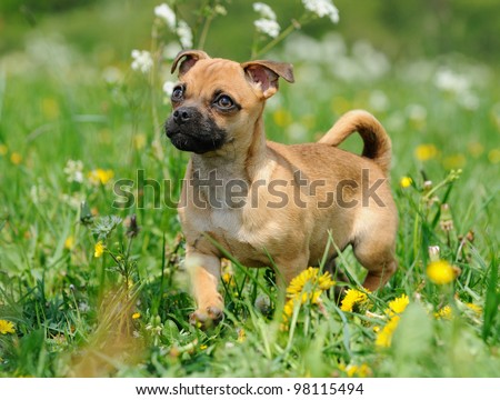 Rassmo-Dog little pug dog puppy 3 months in the meadow- designer-dog - with Jack Russel Terrier Mops Mix mit Jack Russel Terrier for free respiration and health